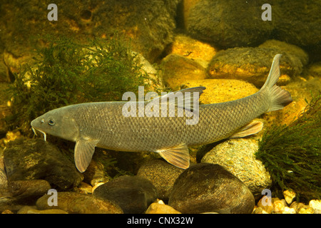 barbel (Barbus barbus), over ground, Germany Stock Photo