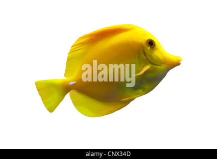 Yellow tang fish isolated on white background Stock Photo