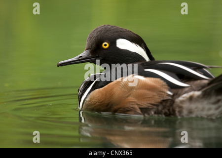 Hooded merganser (Mergus cucullatus, Lophodytes cucullatus), swimming on a pond, Germany, Hesse Stock Photo