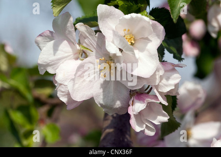 apple tree (Malus domestica), apple blossom Stock Photo