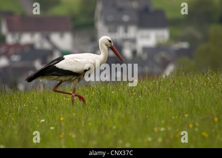 white stork (Ciconia ciconia), standing in a meadow, Germany, Hesse, Herborn