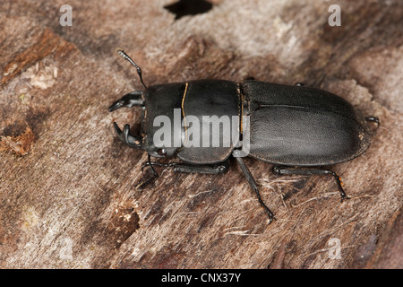 lesser stag beetle (Dorcus parallelopipedus), sitting on wood, Germany Stock Photo