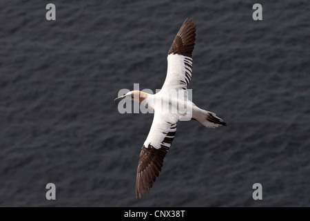 northern gannet (Sula bassana, Morus bassanus), flying, young individual, Germany Stock Photo