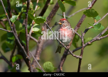 redpoll, common redpoll (Carduelis flammea, Acanthis flammea), male sitting on a branch, Germany Stock Photo