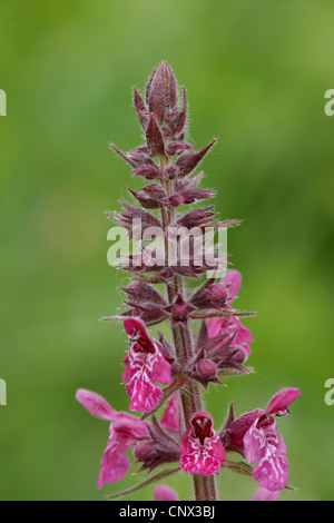 marsh betony, marsh woundwort, swamp hedge-nettle, marsh hedge-nettle (Stachys palustris), blooming, Hungary,  Zempliner Gebirge Stock Photo