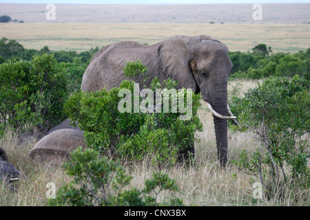 African elephant (Loxodonta africana), herd between bushes in the savannah, Kenya, Masai Mara National Park Stock Photo