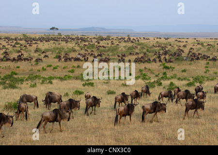 blue wildebeest, brindled gnu, white-bearded wildebeest (Connochaetes taurinus), herd in the savannah, Kenya, Masai Mara National Park Stock Photo