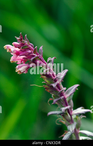 Red Bartsia (Odontites vulgaris, Odontites rubra), blooming, Germany, Thueringen, Eichsfeld Stock Photo