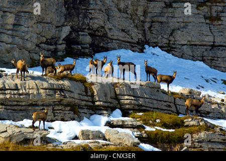 chamois (Rupicapra rupicapra), pack on a rock spur, Switzerland, Sankt Gallen, Toggenburg, Chaeserrugg Stock Photo