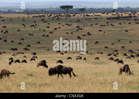 blue wildebeest, brindled gnu, white-bearded wildebeest (Connochaetes taurinus), herd in the savannah, Kenya, Masai Mara National Park Stock Photo