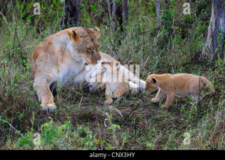 lion (Panthera leo), lioness lying in the grass with two kittens, Kenya, Masai Mara National Park