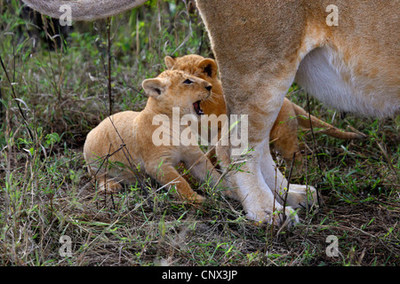lion (Panthera leo), two kittens sitting at the mother's hind legs, Kenya, Masai Mara National Park Stock Photo