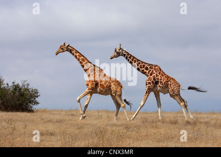 reticulated giraffe (Giraffa camelopardalis reticulata), two giraffes running across the savanna, Kenya, Sweetwater Game Reserve
