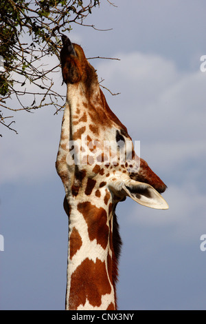 reticulated giraffe (Giraffa camelopardalis reticulata), stretching the neck and feeding from high branches, Kenya, Sweetwaters Game Reserve
