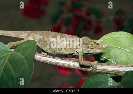 Jackson's chameleon, Jackson's three-horned chameleon (Chamaeleo jacksoni, Chamaeleo jacksonii), walking along a branch, Kenya Stock Photo