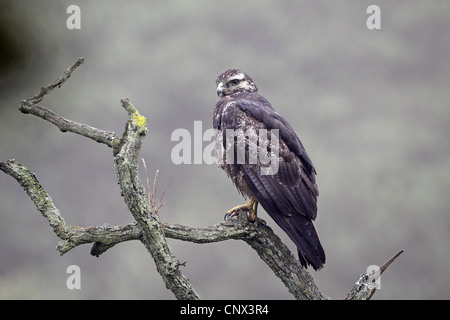 Black-chested Buzzard-Eagle, Geranoaetus melanoleucus, juvenile Stock Photo