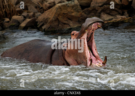 Hippopotamus ( Hippopotamus amphibius ) in water with mouth wide open, Kruger National Park, South Africa Stock Photo