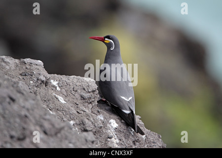 Inca Tern, larosterna inca Stock Photo