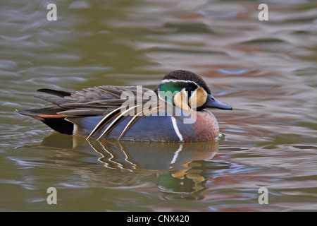 baikal teal (Anas formosa, Nettion formosum), male swimming, Netherlands, Almelo Stock Photo