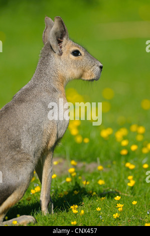 Patagonian cavy (Dolichotis patagonum), sitting in a meadow Stock Photo