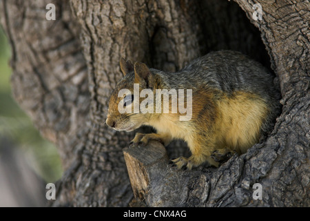 Persian Squirrel (Sciurus anomalus), looking out of a olive tree hole, Greece, Lesbos Stock Photo