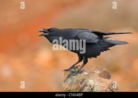 common raven (Corvus corax), sitting on a rock calling, Canary Islands, Fuerteventura Stock Photo