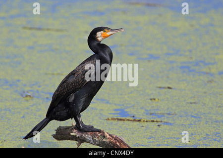 great cormorant (Phalacrocorax carbo), portrait, Greece, Kerkini-See Stock Photo