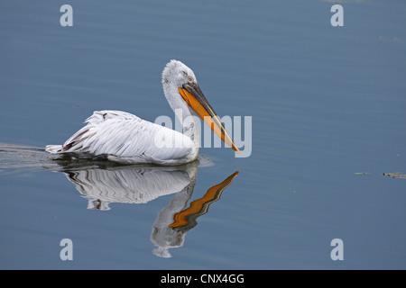 Dalmatian pelican (Pelecanus crispus), swimming, Greece, Kerkini-See Stock Photo