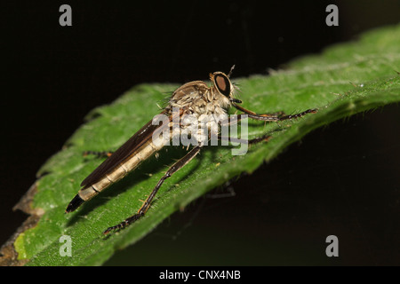 common awl robberfly (Neoitamus cyanurus), sitting on stinging nettle, Greece, Kerkini-See Stock Photo
