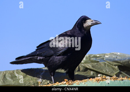 rook (Corvus frugilegus), portrait, bird on a corn pile, Netherlands, Frisia Stock Photo
