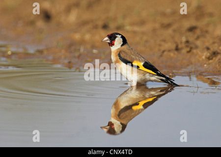 Eurasian goldfinch (Carduelis carduelis), mirror image in the water, Greece, Kerkini-See Stock Photo