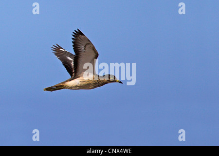 stone-curlew (Burhinus oedicnemus), flying, Canary Islands, Lanzarote Stock Photo