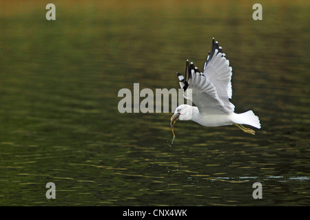 mew gull (Larus canus), flying with a fish in the bill, Germany, Mecklenburg-Western Pomerania Stock Photo
