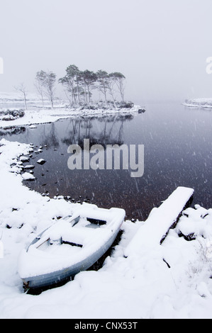 Group of native Scots Pine (Pinus sylvestris) trees and a boat, on the shore of a lake in a snow storm. Loch Assynt, Sutherland. Stock Photo