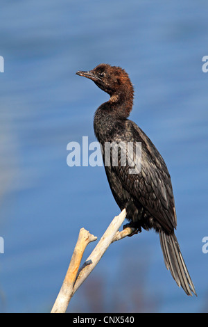 pygmy cormorant (Phalacrocorax pygmeus), sitting on a branch, Greece, Kerkini-See Stock Photo