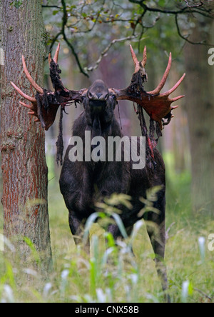 elk, European moose (Alces alces alces), bull with pieces of bast at the antler after rubbing off the velvet, Germany Stock Photo