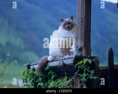 Sacred Cat of Birma, Birman (Felis silvestris f. catus), sitting on wooden railing Stock Photo