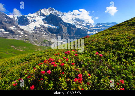 rust-leaved alpine rose (Rhododendron ferrugineum), blooming in front of Jungfrau, Switzerland, Bernese Oberland Stock Photo