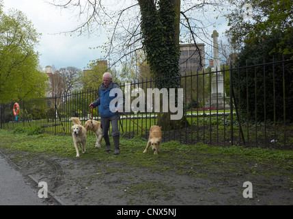A man walking his three golden retriever dogs by the river in York England Stock Photo