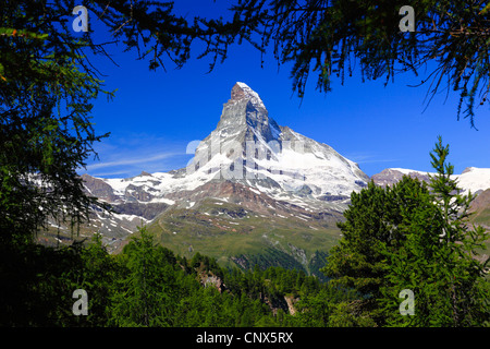 common larch, European larch (Larix decidua, Larix europaea), summer view at the Matterhorn from out of a larch forest, Switzerland, Valais Stock Photo