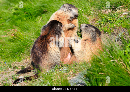 alpine marmot (Marmota marmota), three animals in mountain meadow, Austria, Hohe Tauern National Park Stock Photo