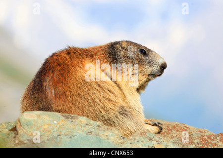 alpine marmot (Marmota marmota), sitting on a rock spur, Austria, Hohe Tauern National Park Stock Photo