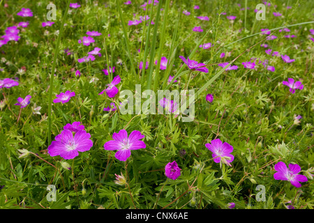 bloody cranesbill, blood-red cranesbill (Geranium sanguineum), flowering, Germany Stock Photo