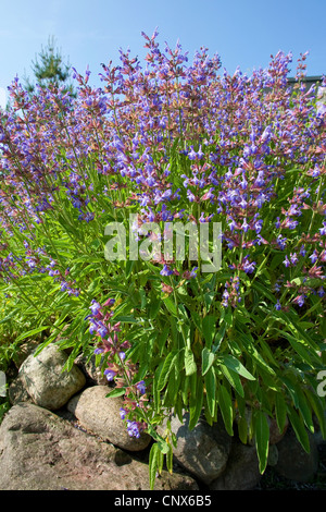 common sage, kitchen sage (Salvia officinalis), flowering in a garden Stock Photo
