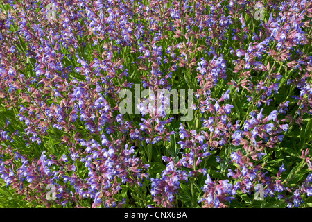 common sage, kitchen sage (Salvia officinalis), flowering Stock Photo