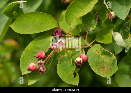 Lamarck's Serviceberry (Amelanchier lamarckii), fruiting, Germany Stock Photo