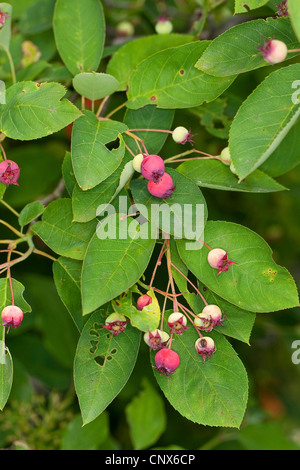 Lamarck's Serviceberry (Amelanchier lamarckii), fruiting, Germany Stock Photo