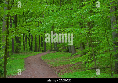 common beech (Fagus sylvatica), forest path in spring, Germany Stock Photo