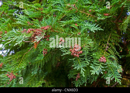 Lawson cypress, Port Orford cedar (Chamaecyparis lawsoniana), branch with cones Stock Photo