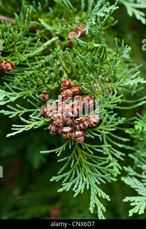 Lawson cypress, Port Orford cedar (Chamaecyparis lawsoniana), branch with cones Stock Photo